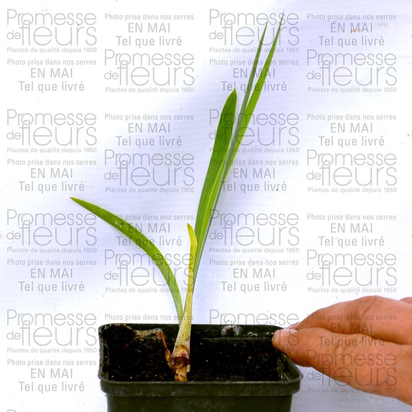 Exemple de spécimen de Iris germanica Donegal - Iris des Jardins intermédiaire. Rhizome ou godet tel que livré