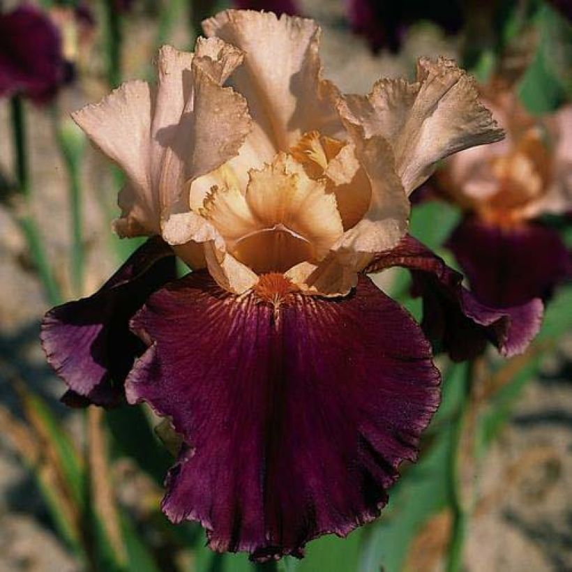Iris germanica Double Espoir (Floraison)