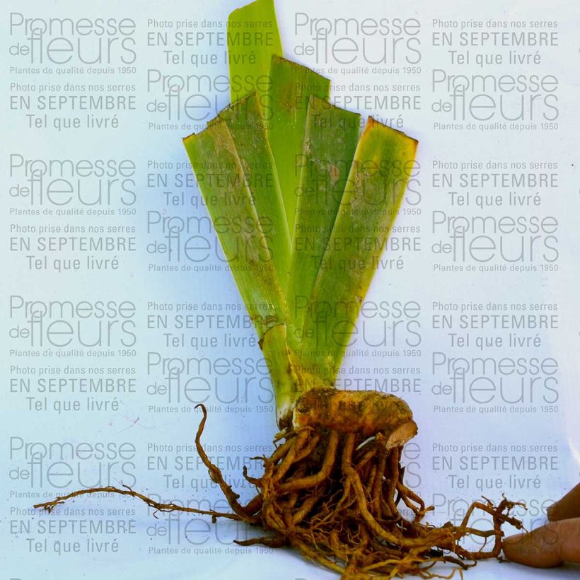 Exemple de spécimen de Iris germanica Double Espoir Rhizome ou godet tel que livré