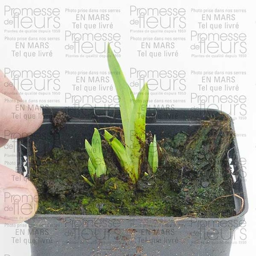 Exemple de spécimen de Iris du Japon - Iris ensata Center of Interest Racines nues tel que livré
