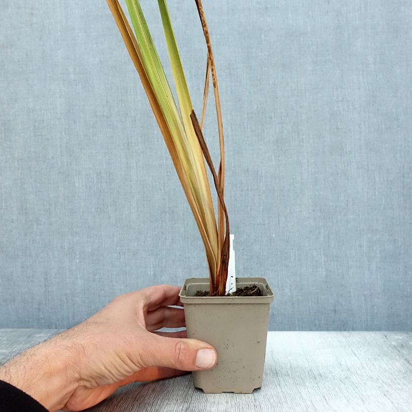 Spécimen de Iris du Japon - Iris ensata Diamant Godet de 8/9 cm tel que livré en automne