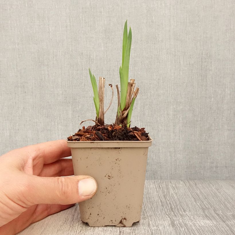 Spécimen de Iris du Japon - Iris ensata Diamant Godet de 9cm tel que livré au printemps