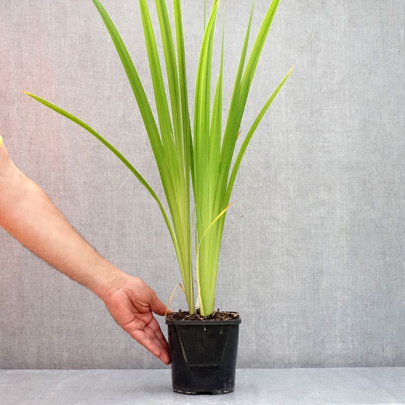Spécimen de Iris du Japon - Iris ensata Dinner Plate Jell-O Pot de 1L/1,5L tel que livré en été