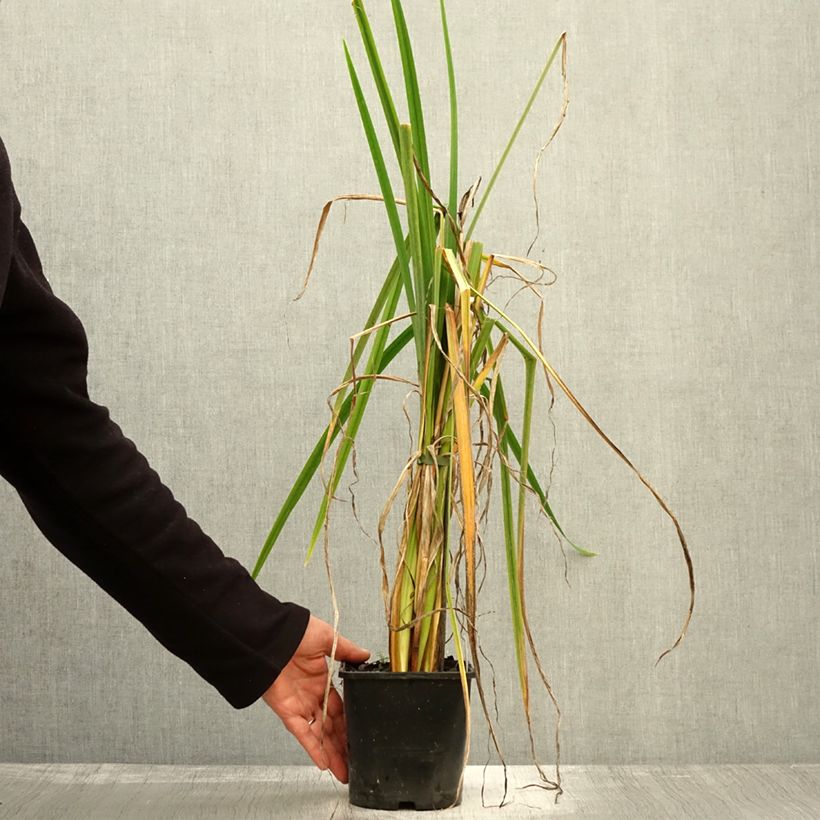 Spécimen de Iris du Japon - Iris ensata Dinner Plate Sundae Pot de 2L/3L tel que livré en automne