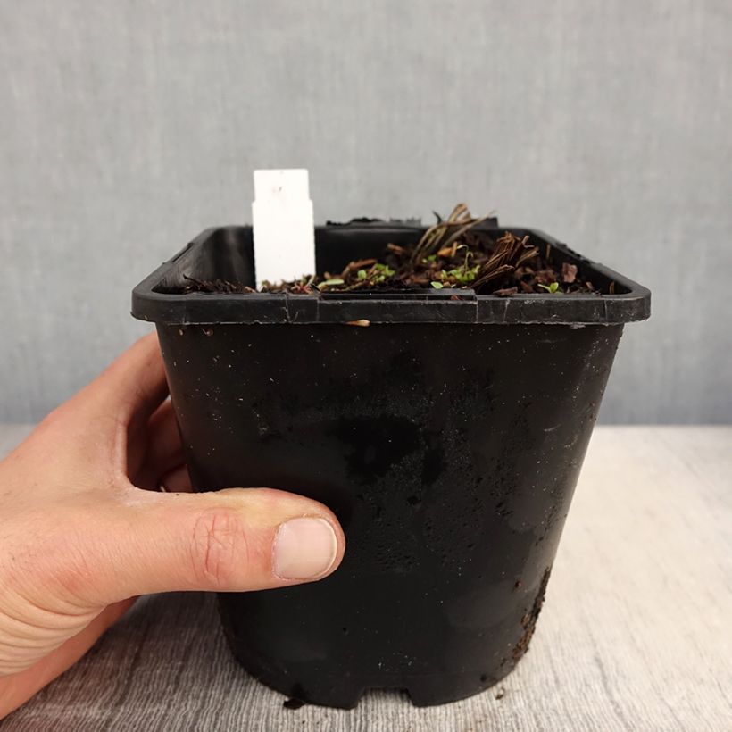Spécimen de Iris du Japon - Iris ensata Dinner Plate Tiramisu - pot de 2L/3L tel que livré au printemps