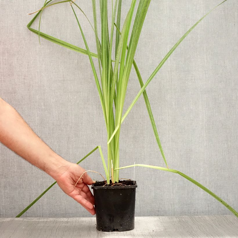 Spécimen de Iris du Japon - Iris ensata Dinner Plate Tub Tim Grob - pot de 2L/3L tel que livré en été