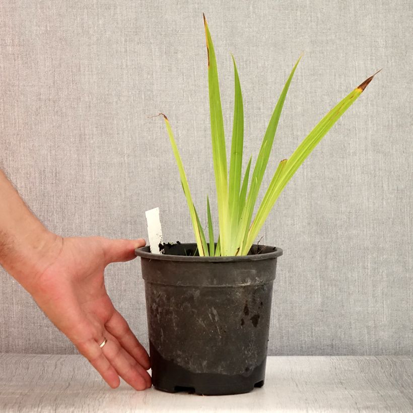 Spécimen de Iris du Japon - Iris ensata Harlequinesque Pot de 2L/3L tel que livré en été