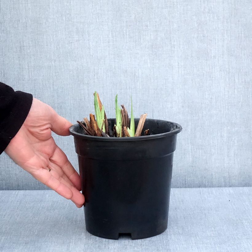 Spécimen de Iris du Japon - Iris ensata Harlequinesque - Pot de 2L/3L tel que livré au printemps