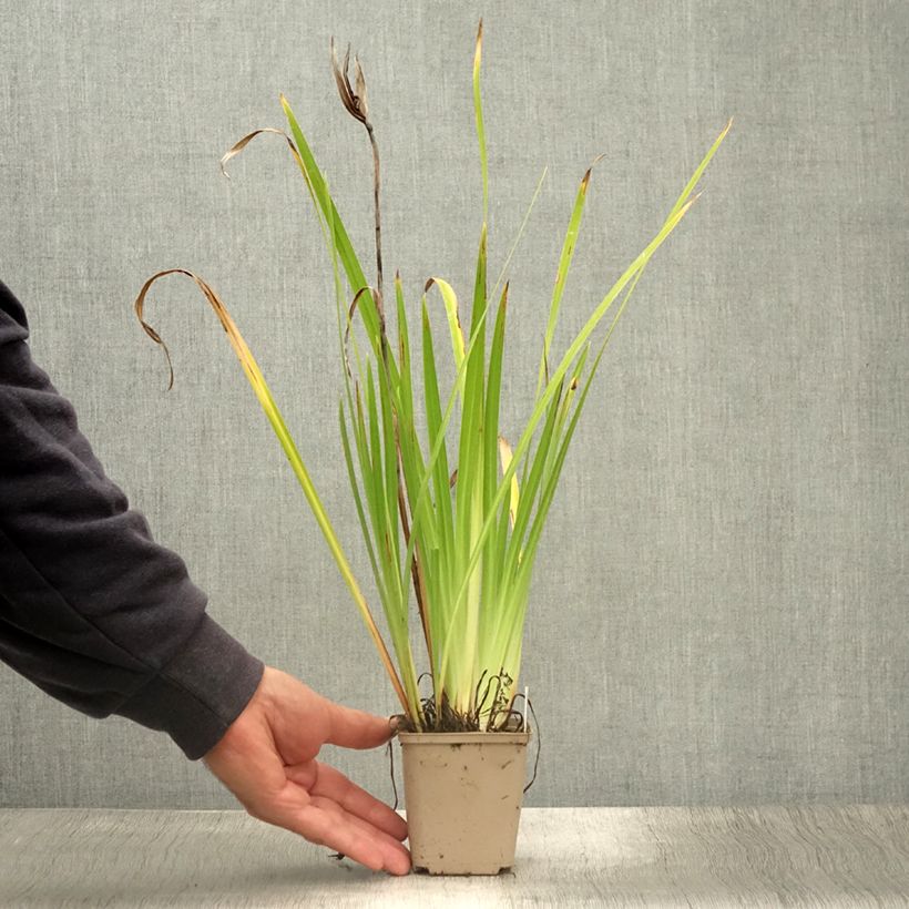 Spécimen de Iris du Japon - Iris ensata Lady in Waiting Godet de 8/9 cm tel que livré en été