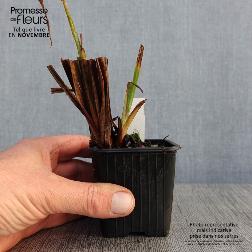 Spécimen de Iris du Japon - Iris ensata Rose Queen Godet de 8/9 cm tel que livré en automne