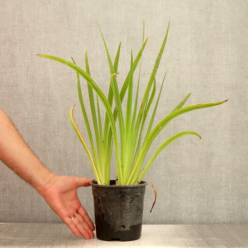 Spécimen de Iris du Japon - Iris ensata Sugar Dome Pot de 2L/3L tel que livré en été