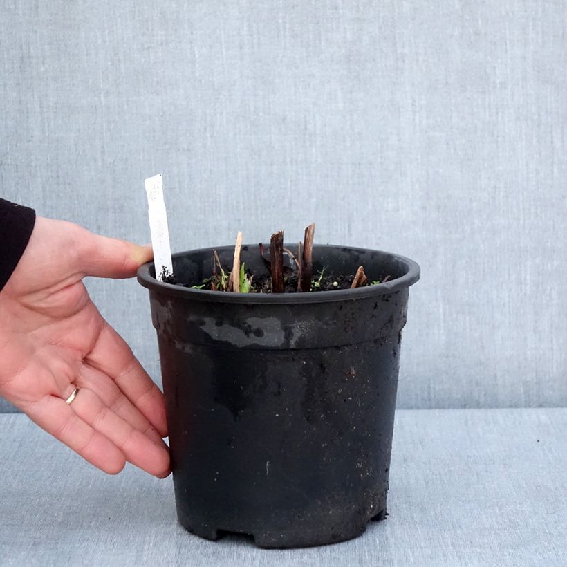 Spécimen de Iris du Japon - Iris ensata Sugar Dome - Pot de 2L/3L tel que livré au printemps