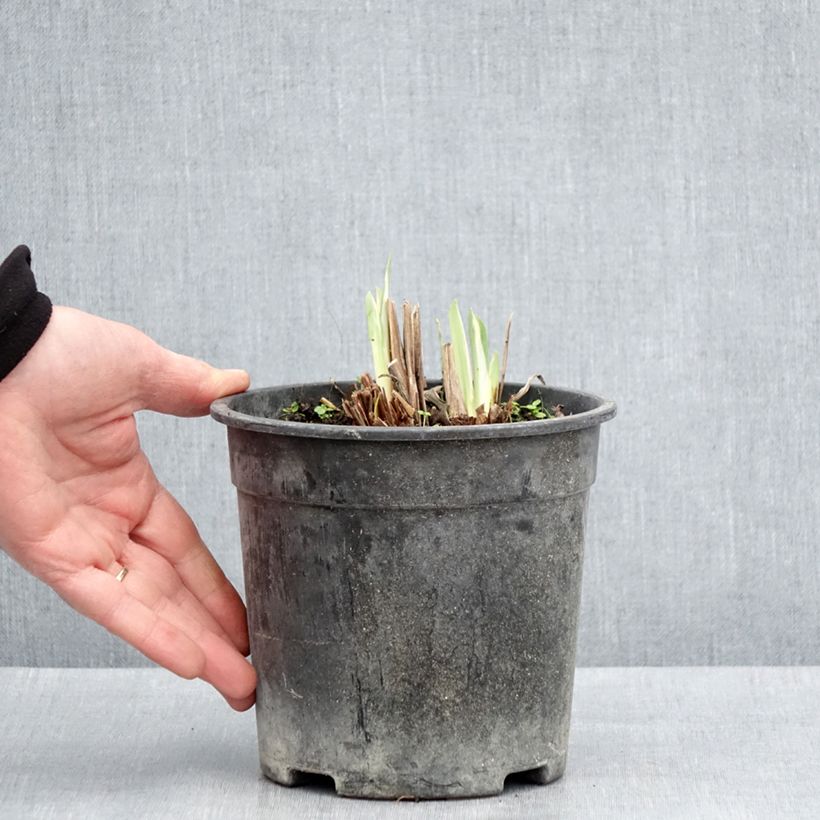 Spécimen de Iris du Japon - Iris ensata Variegata - Pot de 2L/3L tel que livré au printemps