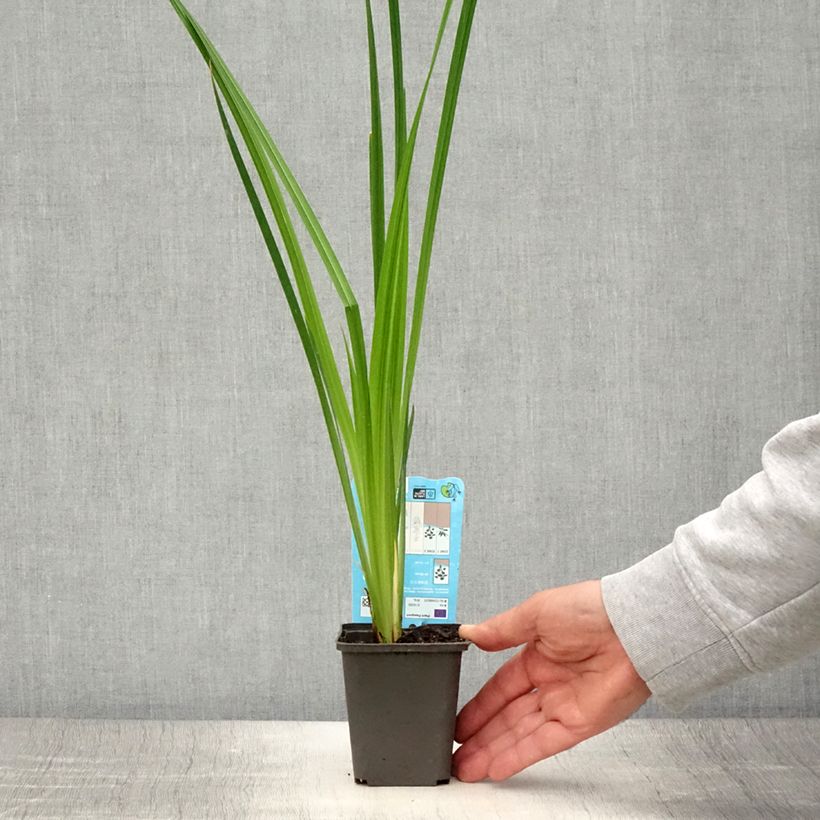 Spécimen de Iris du Japon - Iris ensata White Ladies Godet de 8/9 cm tel que livré en été