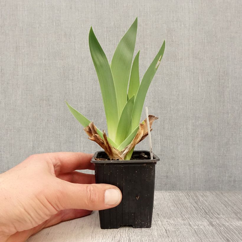 Spécimen de Iris germanica Accent Variegata - Iris des Jardins Rhizome, Calibre 4/6 tel que livré au printemps