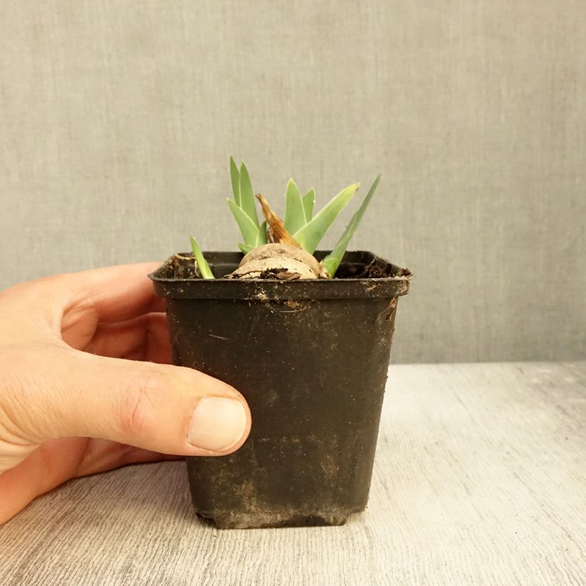 Spécimen de Iris germanica Alizes - Iris des Jardins Godet de 8/9 cm tel que livré en automne
