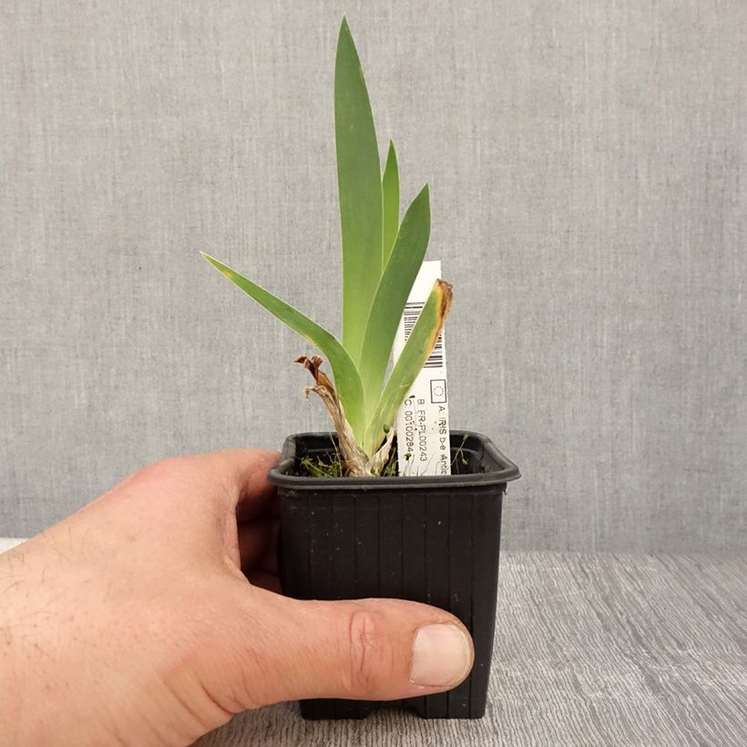 Spécimen de Iris germanica Antique Ivory - Iris des Jardins  Rhizome ou en Godet tel que livré au printemps