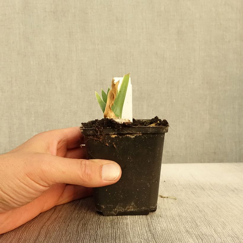 Spécimen de Iris germanica Arctic Age Godet de 8/9 cm tel que livré en automne