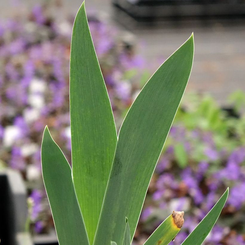 Iris germanica Arpège - Iris des Jardins (Feuillage)