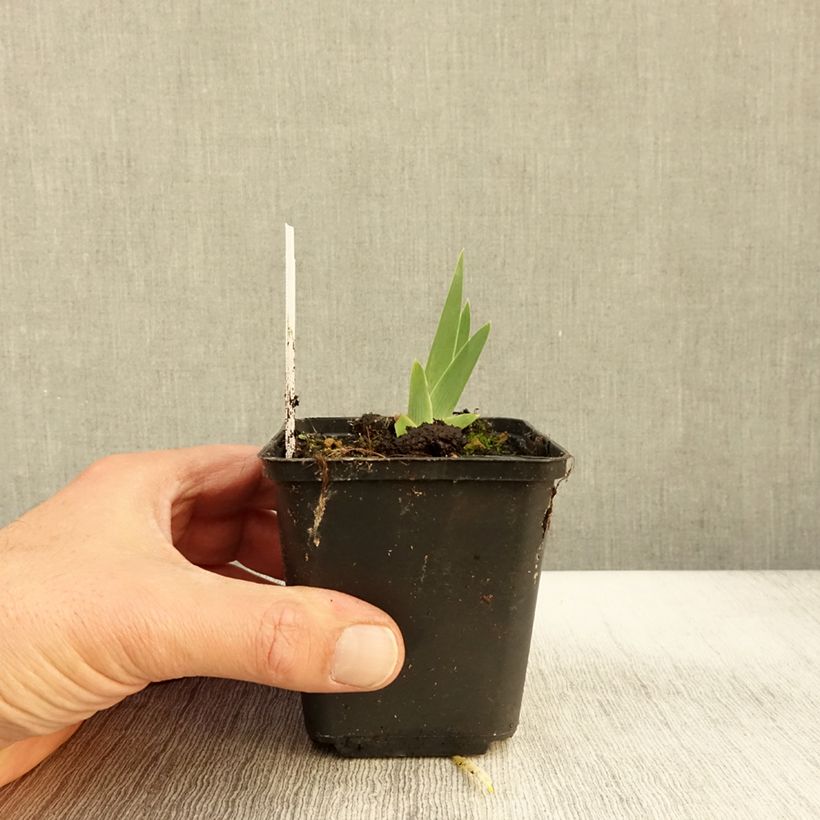 Spécimen de Iris germanica Art Déco - Iris des Jardins Godet de 8/9 cm tel que livré en automne