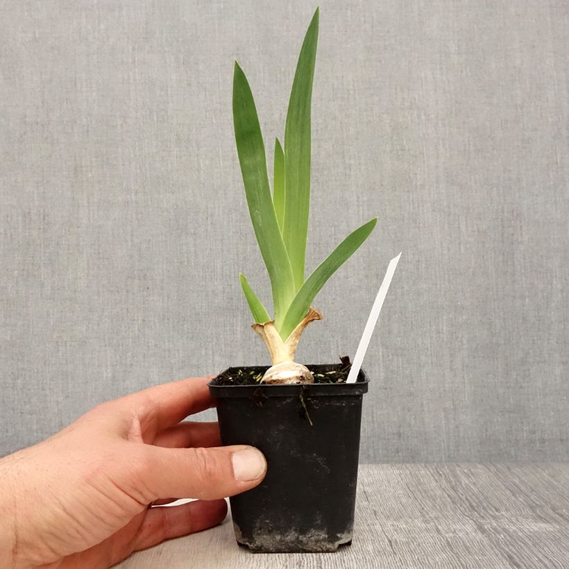 Spécimen de Iris germanica Babbling Brook - Iris des Jardins Rhizome ou godet tel que livré au printemps