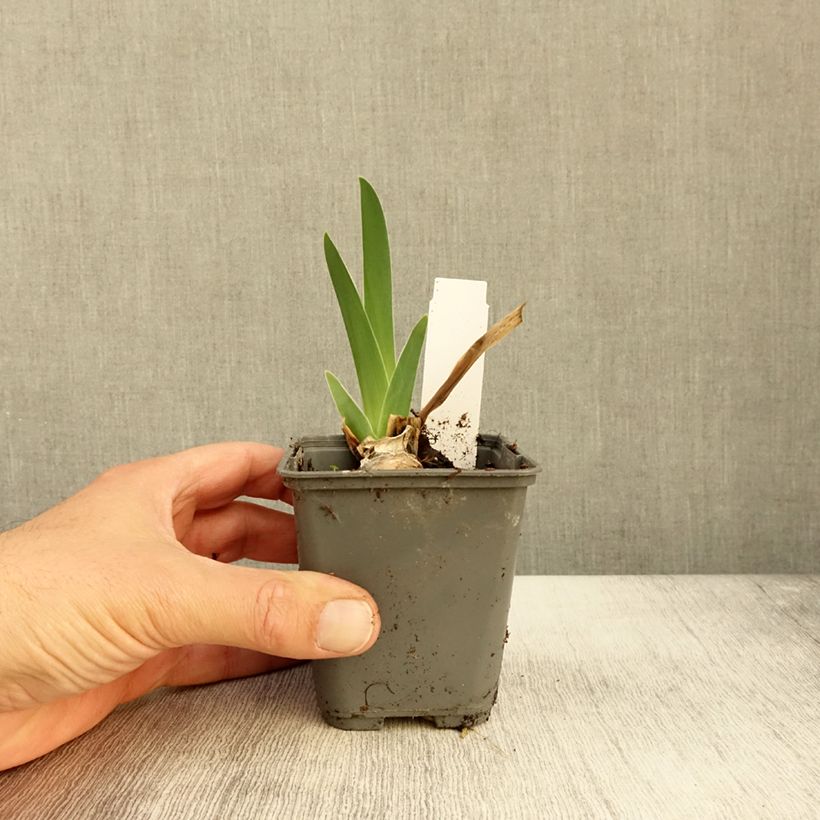 Spécimen de Iris germanica Baie des Anges - Iris des Jardins Godet de 8/9 cm tel que livré en automne