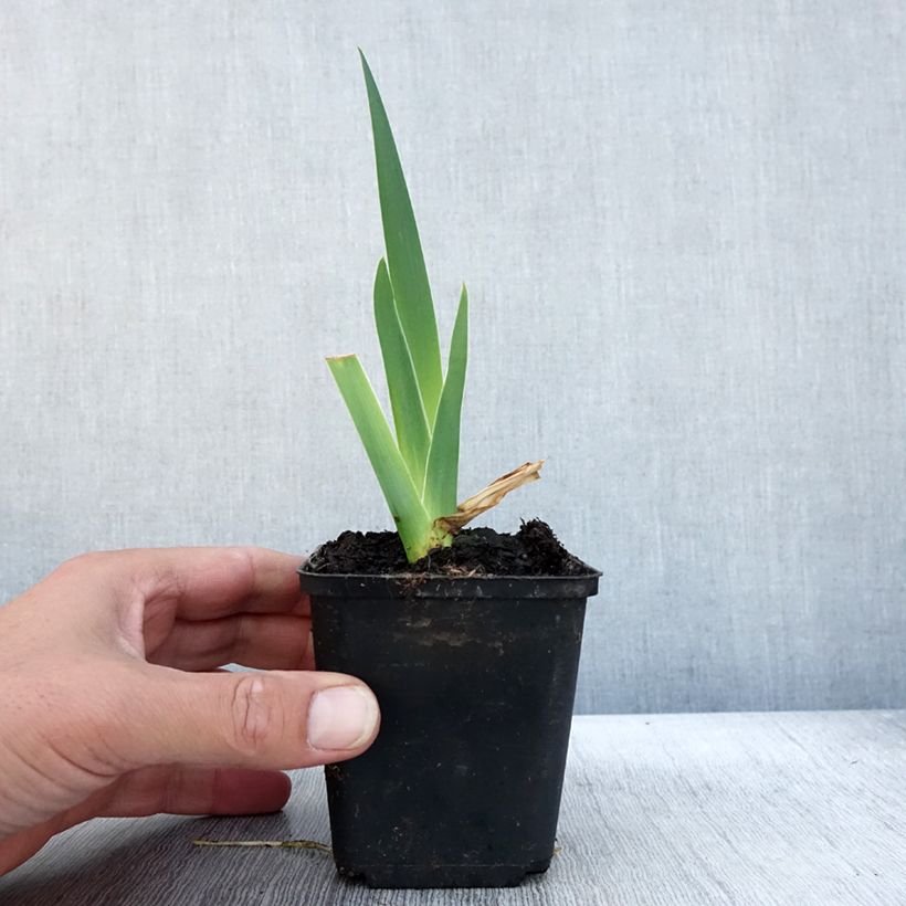 Spécimen de Iris germanica Bébé Rose - Iris de bordure Godet de 8/9 cm tel que livré en automne