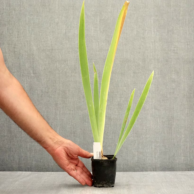 Spécimen de Iris germanica Belle Surprise - Grand Iris des Jardins Godet de 8/9 cm tel que livré en été