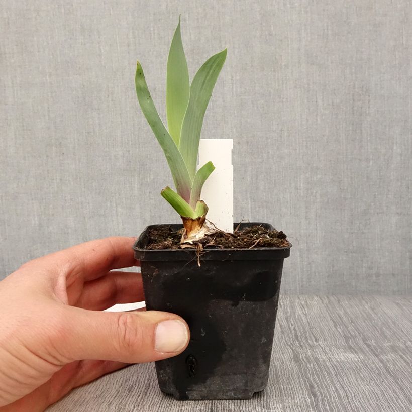 Spécimen de Iris germanica Bishop's Robe - Iris des Jardins Rhizome ou godet tel que livré au printemps