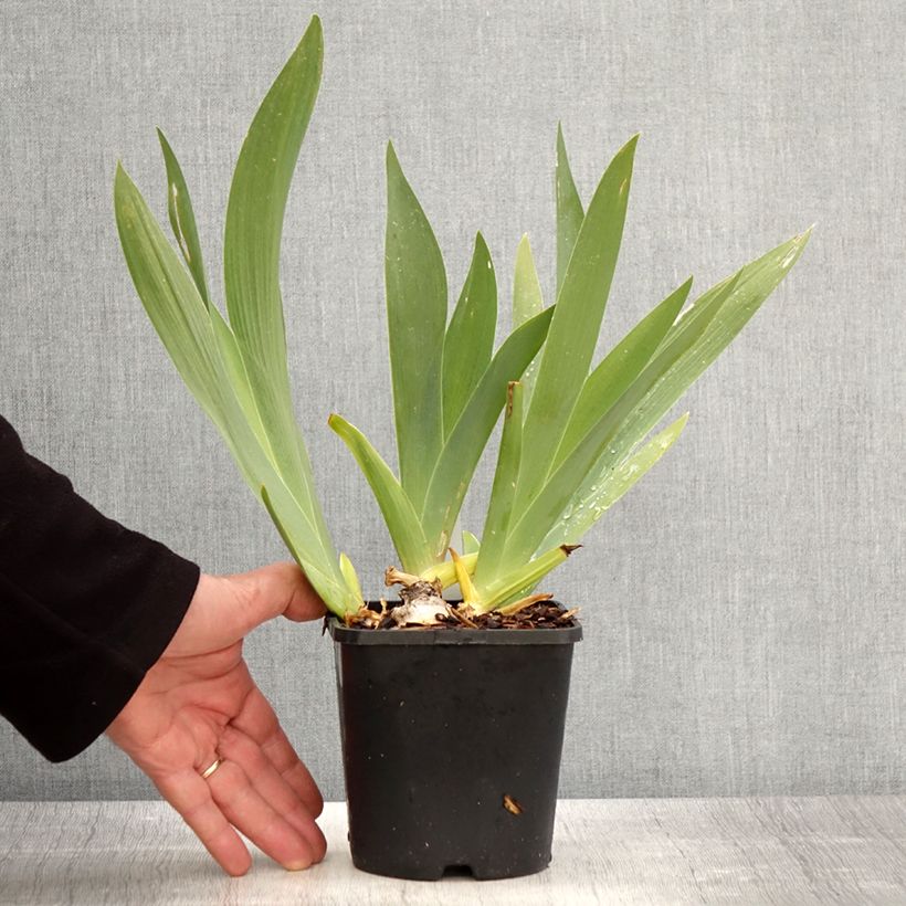 Spécimen de Iris germanica Black Dragon - Iris des Jardins - Pot de 1,5L/2L tel que livré au printemps