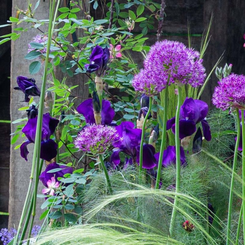 Iris germanica Black Knight - Iris des jardins (Floraison)
