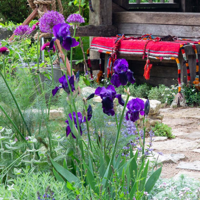 Iris germanica Black Knight - Iris des jardins (Port)