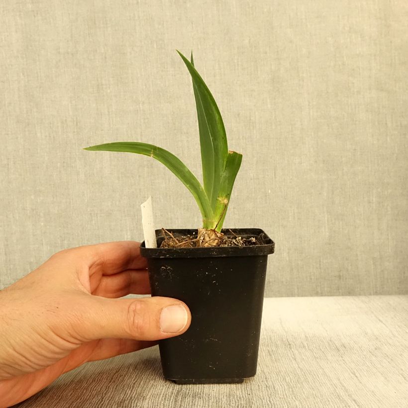 Spécimen de Iris germanica Black Knight - Iris des jardins Godet de 8/9 cm tel que livré en automne