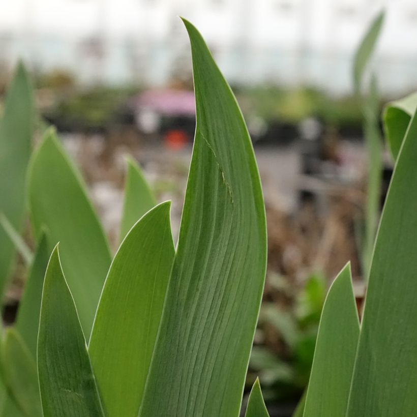 Iris germanica Black Knight - Iris des jardins (Feuillage)
