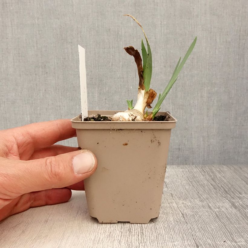 Spécimen de Iris germanica Blessed Again - Iris des Jardins intermédiaire remontant Rhizome ou godet tel que livré au printemps