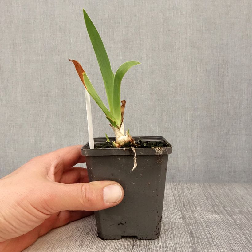 Spécimen de Iris germanica Blue Rhythm - Iris des Jardins Rhizome ou godet tel que livré au printemps