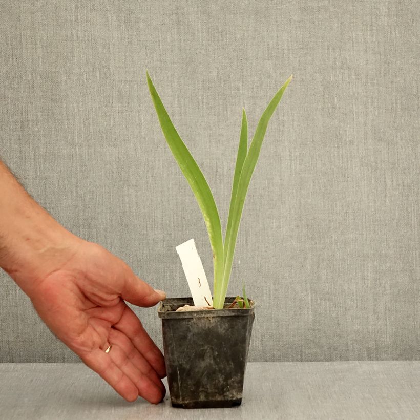 Spécimen de Iris germanica Brin de Folie - Iris des Jardins Godet de 8/9 cm tel que livré en été