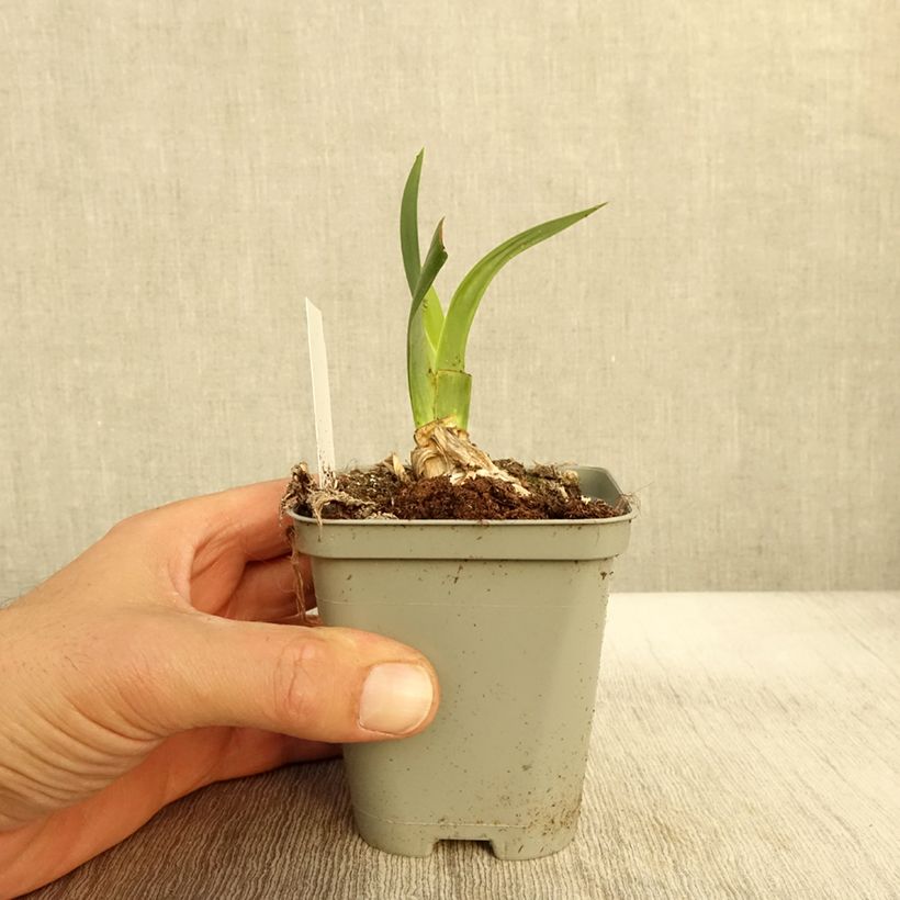 Spécimen de Iris germanica Bullwinkle - Iris de bordure Godet de 8/9 cm, Calibre 4/6 tel que livré en automne