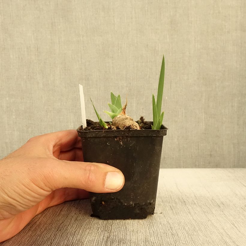 Spécimen de Iris germanica Burnt Toffee Godet de 8/9 cm tel que livré en automne