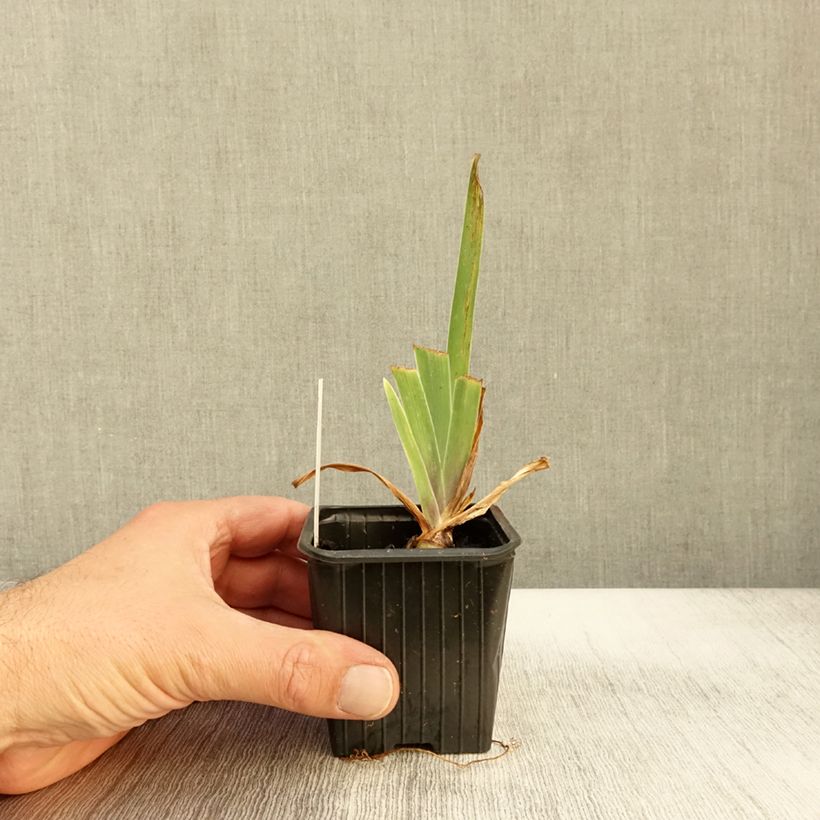 Spécimen de Iris germanica Casino Queen - Iris des Jardins Godet de 8/9 cm tel que livré en automne