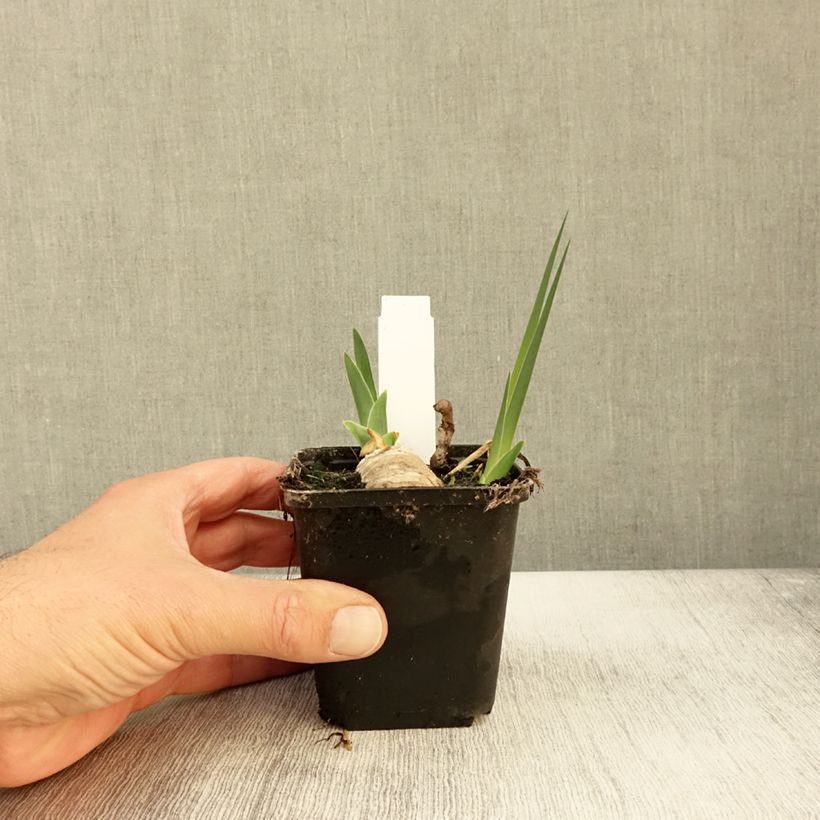 Spécimen de Iris germanica Chateau d Auvers Sur Oise Godet de 8/9 cm tel que livré en automne
