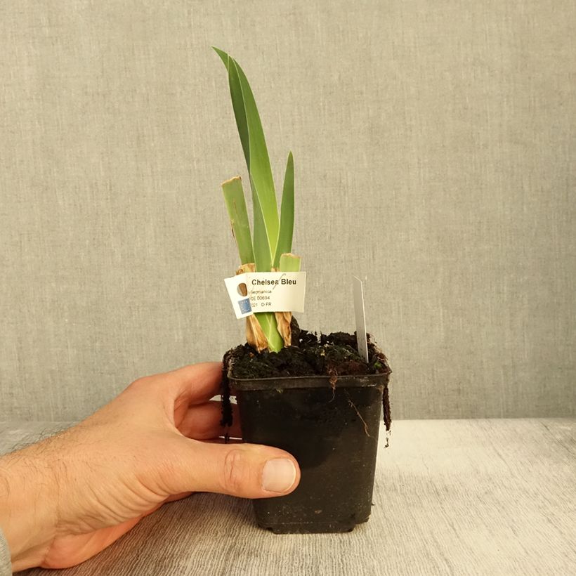 Spécimen de Iris germanica Chelsea Bleu Godet de 8/9 cm tel que livré en automne