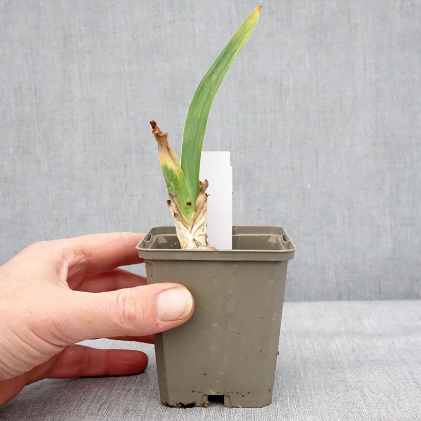 Spécimen de Iris germanica Cherished - Iris des Jardins remontant Godet de 8/9 cm, Calibre 4/6 tel que livré en hiver
