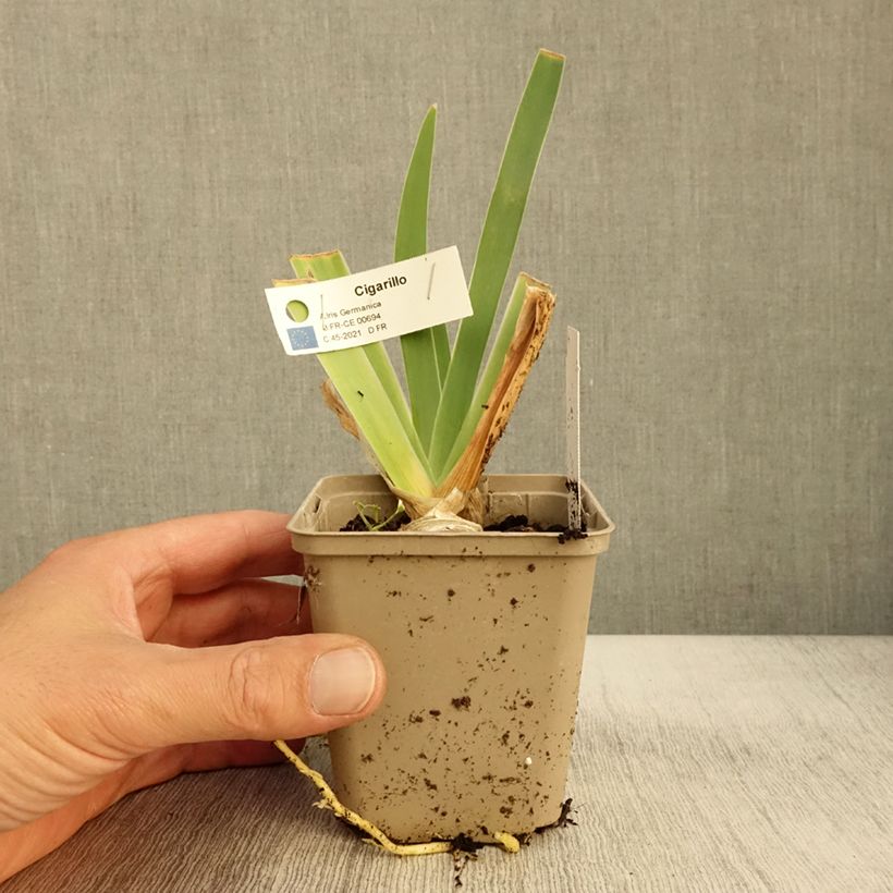 Spécimen de Iris germanica Cigarillo - Iris des Jardins Godet de 8/9 cm tel que livré en automne