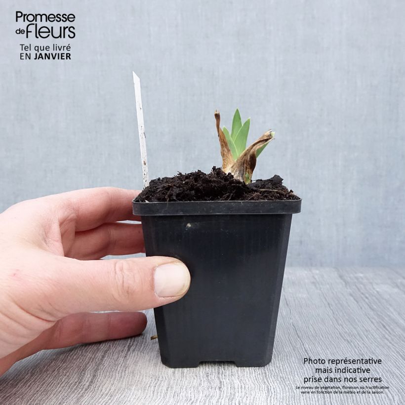 Spécimen de Iris germanica Coffee Trader - Iris des Jardins Godet de 8/9 cm tel que livré en hiver
