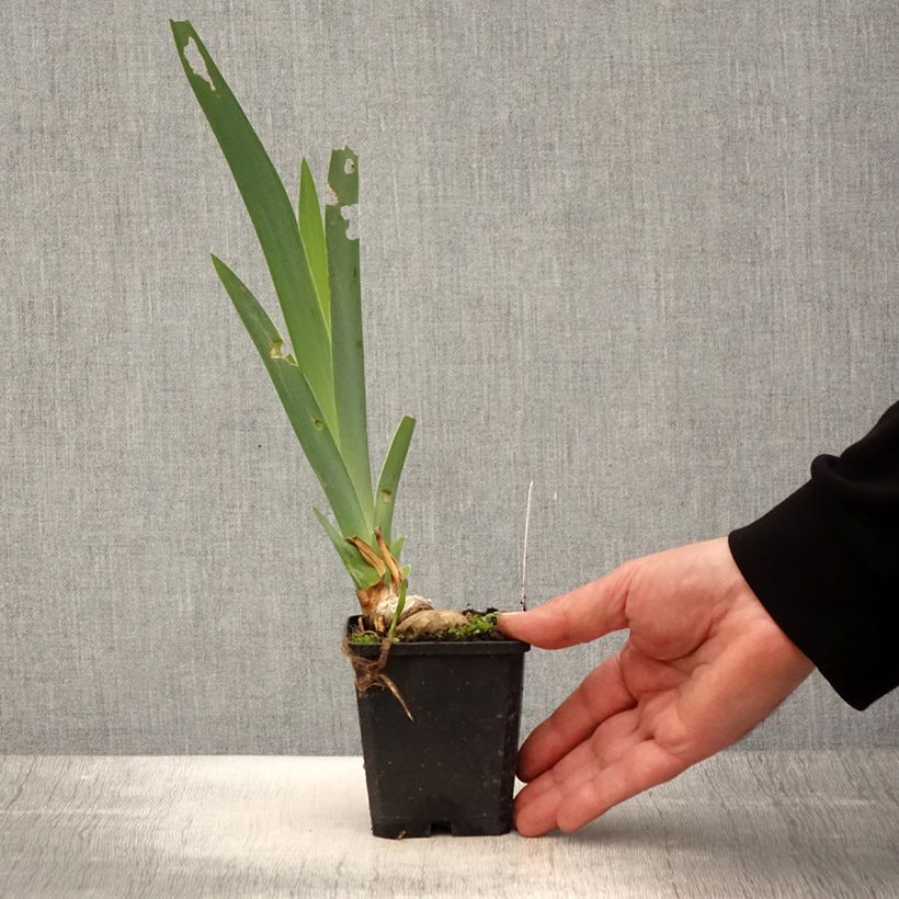 Spécimen de Iris germanica Coffee Trader - Iris des Jardins - Rhizome ou godet tel que livré au printemps
