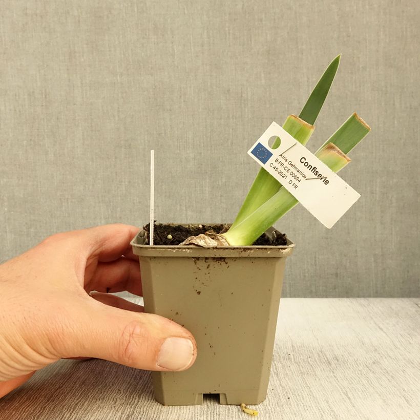 Spécimen de Iris germanica Confiserie - Iris des Jardins Godet de 8/9 cm tel que livré en automne