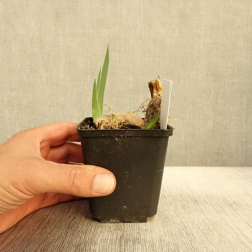 Spécimen de Iris germanica Crimson Tiger - Iris des Jardins Godet de 8/9 cm tel que livré en automne