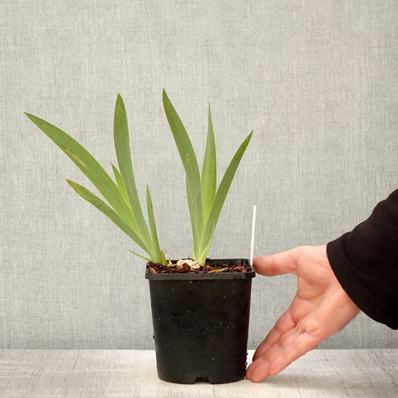 Spécimen de Iris germanica Crinoline - Iris des Jardins - Pot de 1,5L/2L tel que livré au printemps