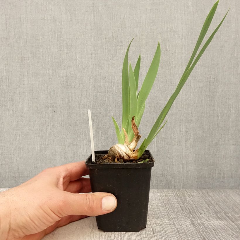 Spécimen de Iris germanica Crinoline - Iris des Jardins Rhizome ou godet tel que livré au printemps